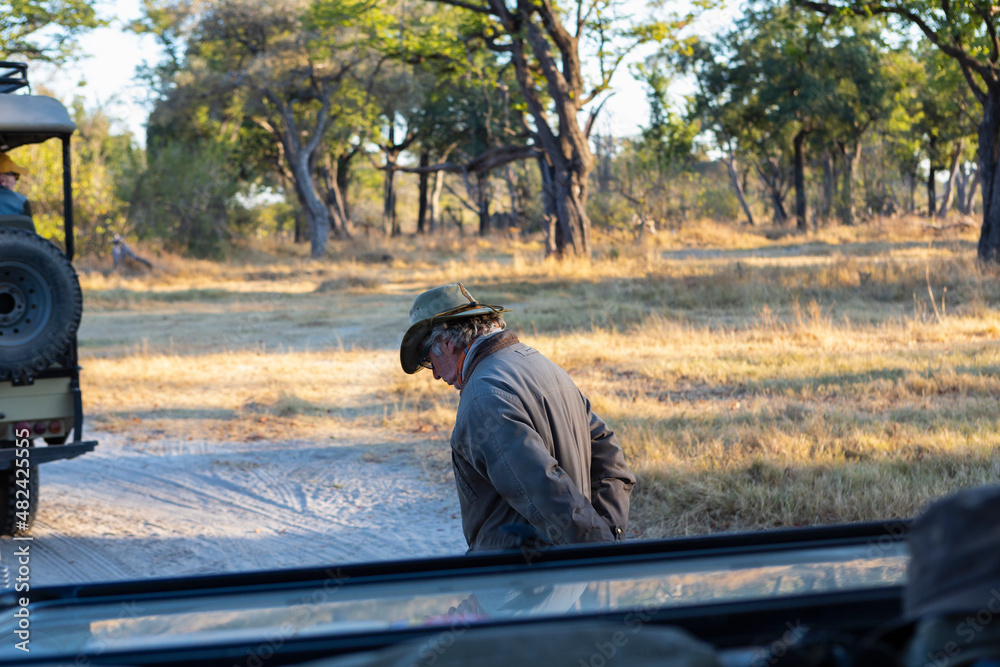 A safari guide walking on a path ahead of a vehicle at sunrise. A safari guide walking on a path ahead of a vehicle at sunrise.