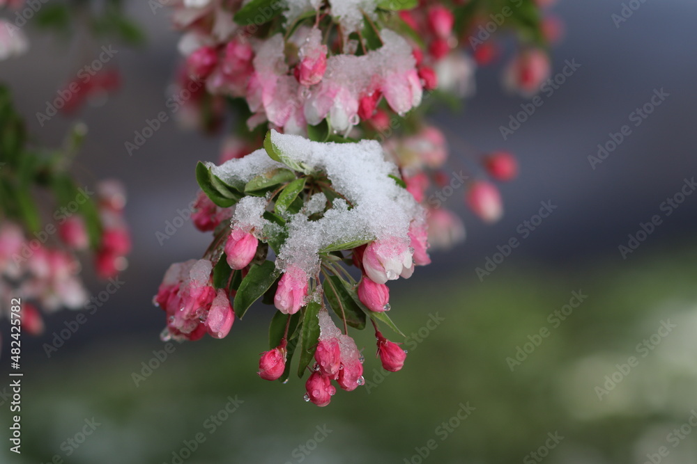 Fototapeta premium pink cherry blossom in the snow