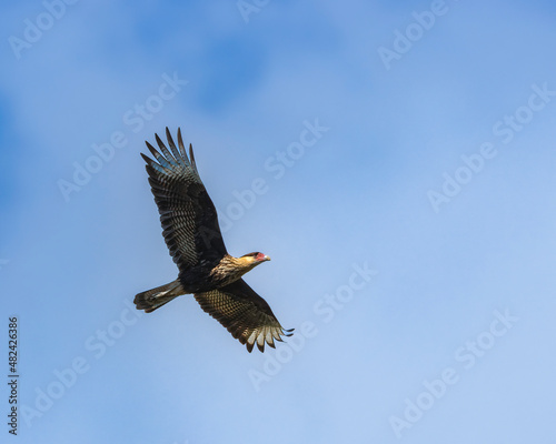 A mighty falcon crossing the sky looking for a prey