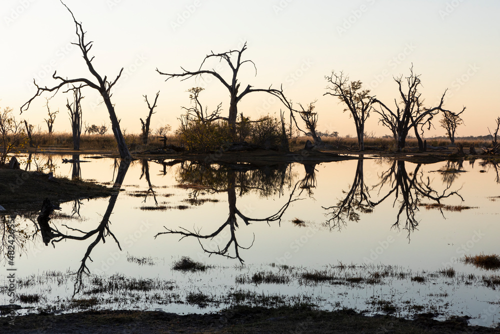 Sunrise over water, silhouettes and reflections in the water surface, Okavango Delta Sunrise over water, silhouettes and reflections in the water surface, Okavango Delta