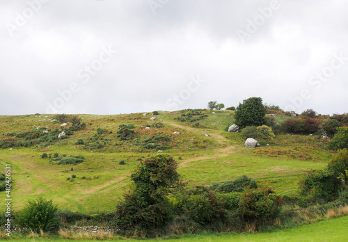 sheep grazing on a hill in rough hilly pasture with moorland plants and boulders in cumbria near Cartmel