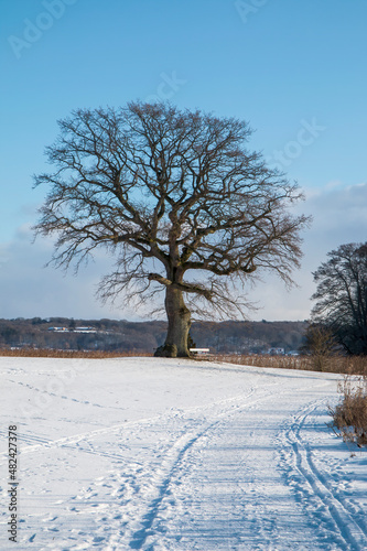 Naked Tree in the snow