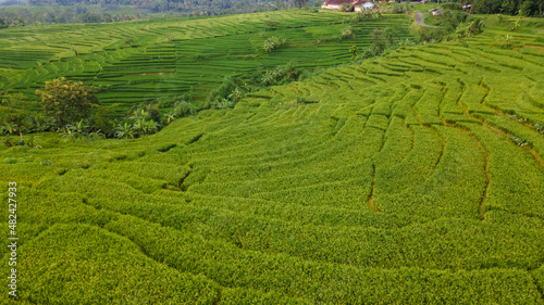 The beautiful view of the rice fields on the outskirts of Yogyakarta, Indonesia, has become an attraction for rural tourism destinations