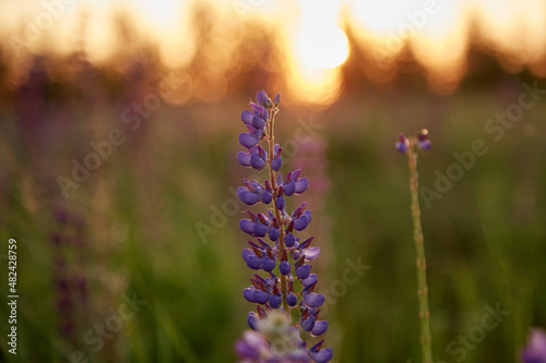 Macro photography lupines flowers. Lupins purple field summer background. Natural wellness closeness to nature. Self-discovery and closeness to nature concept