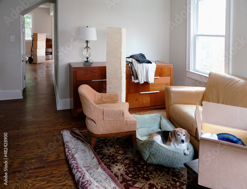 Moving house, relocation, cardboard boxes piled up, furniture and a dog in a dogbed.  photo