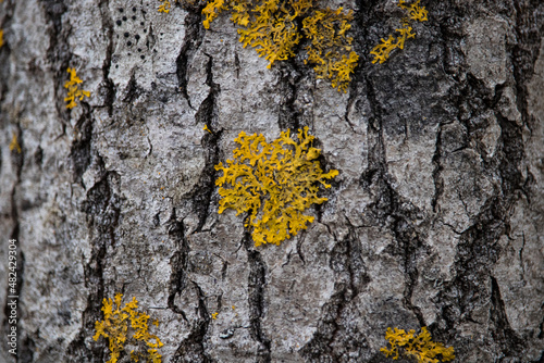 Birch tree bark with moss © Jani