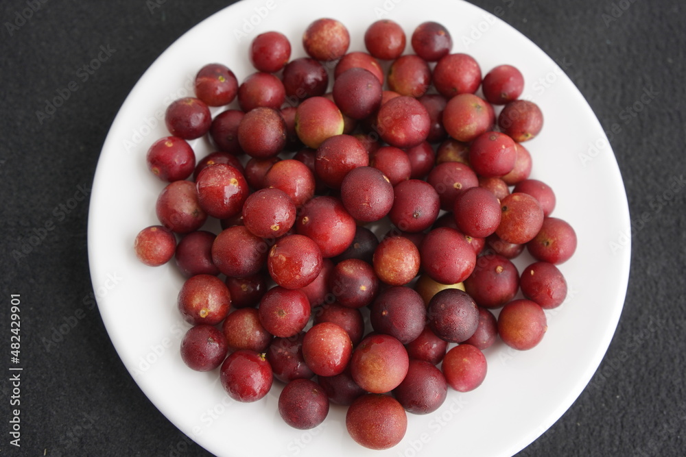 Ripe Camu camu fruits (Myrciaria dubia), Myrtaceae family. Location:  Maués – Amazon, Brazil.
