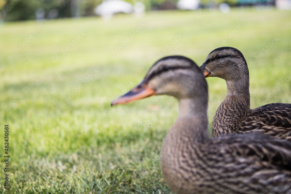 Ducks chilling in a park at summer Ducks chilling in a park at summer