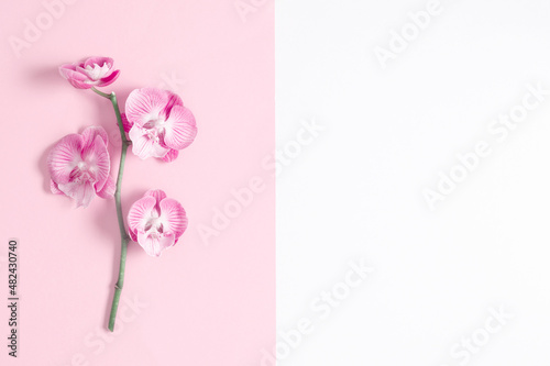 Beautiful flowers composition. Pink orchid flower on pastel pink background. Valentines Day, Happy Women's Day. Flat lay, top view, copy space