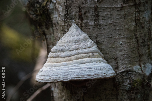 Polypore on a tree trunk