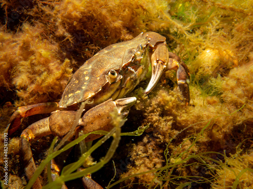 A crab among seaweed and stones. Picture from The Sound, between Sweden and Denmark
