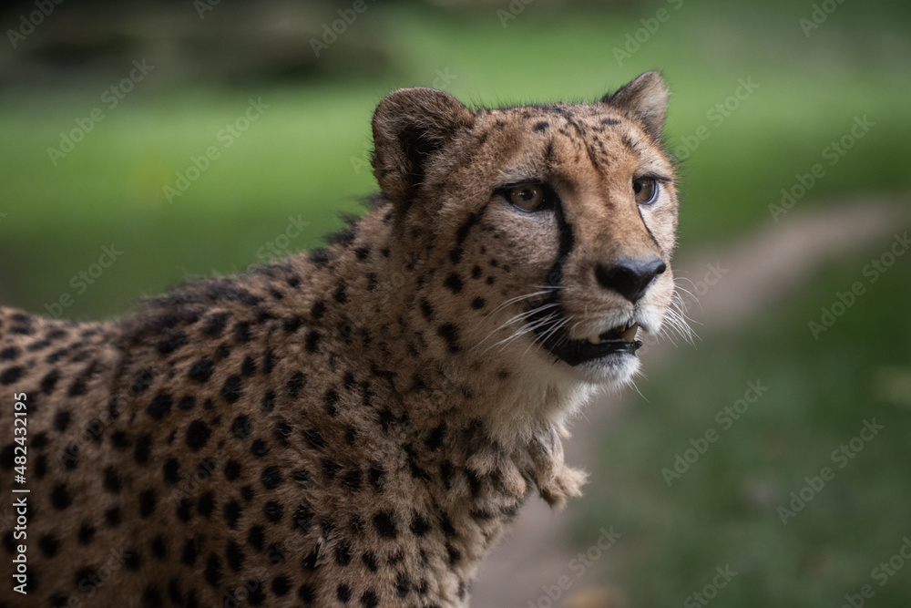 Fototapeta premium Portrait Gepard