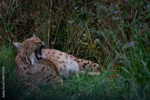 Müder Gepard © spatzl_82