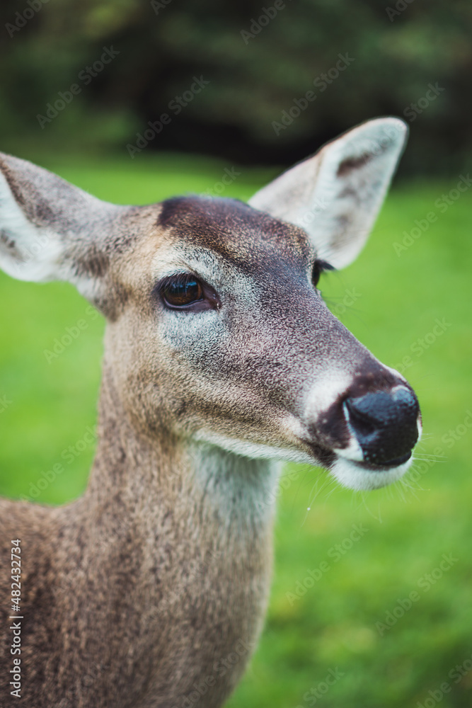 Fototapeta premium Deer in an ecological park.