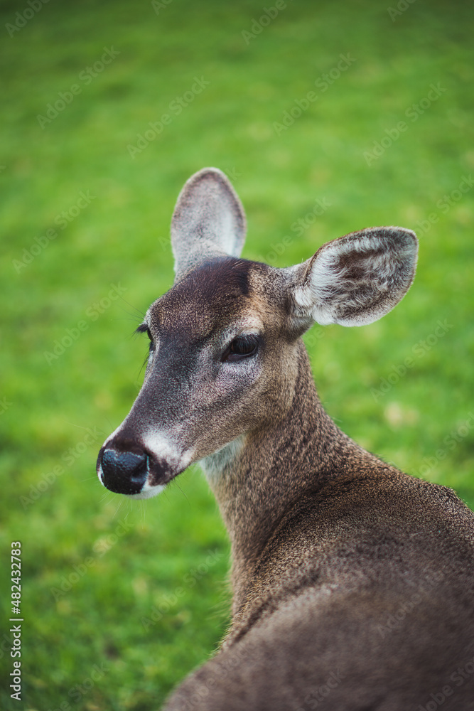 Fototapeta premium Deer in an ecological park.