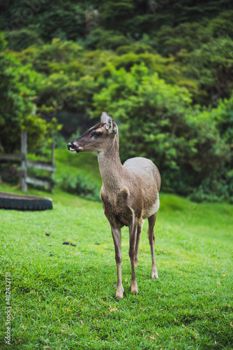 Deer in an ecological park.