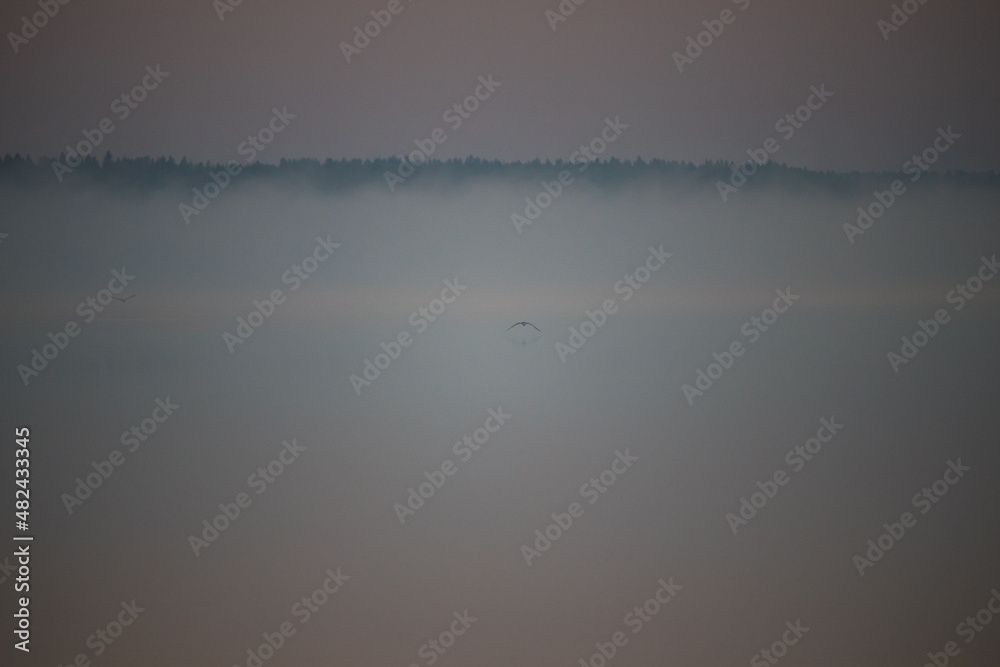 MIsty lake with full moon with a bird MIsty lake with full moon with a bird