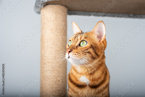 The muzzle of a Bengal cat against the background of a scratching post.