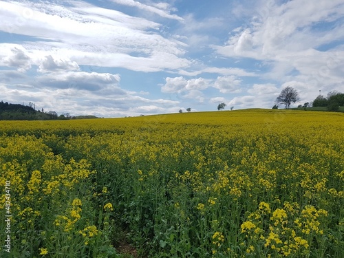 Picturesque  dark clouds over yellow rapeseed fields in the Sauerland  North Rhine-Westphalia  Germany