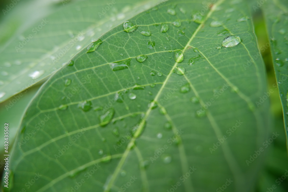 dew drops on cassava leaves. Leaves with water drops. Can be used as a background. selective focus dew drops on cassava leaves. Leaves with water drops. Can be used as a background. selective focus