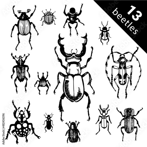 Collection of vector set beetles and exotic beetles. Insects such as goliath beetle, frog legs, ladybug, colorado potato, giraffe weevil, cockchafer bugs in flat icon set on white background