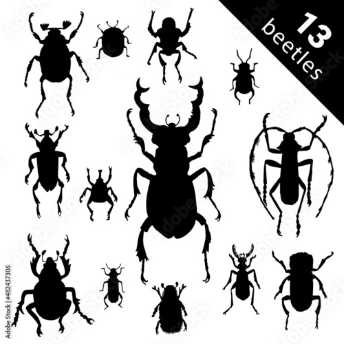 Species and exotic beetles icons vector collection. Various insects set with as Goliath beetle, Frog-legged, Ladybug, Hercules, Tortoise, Colorado potato, Giraffe weevil and other strange bugs beetles