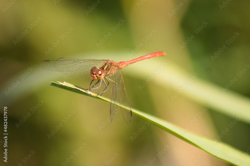 Dragonfly resting on a leaf closeup view with green blurred background Dragonfly resting on a leaf closeup view with green blurred background