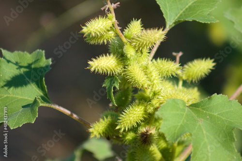 Common cocklebur fruits closeup view with selective focus on foreground