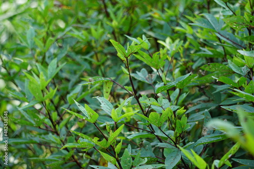 Rosella plant (also called roselle) with a natural background. Use as herbal drink and herbal medicine photo