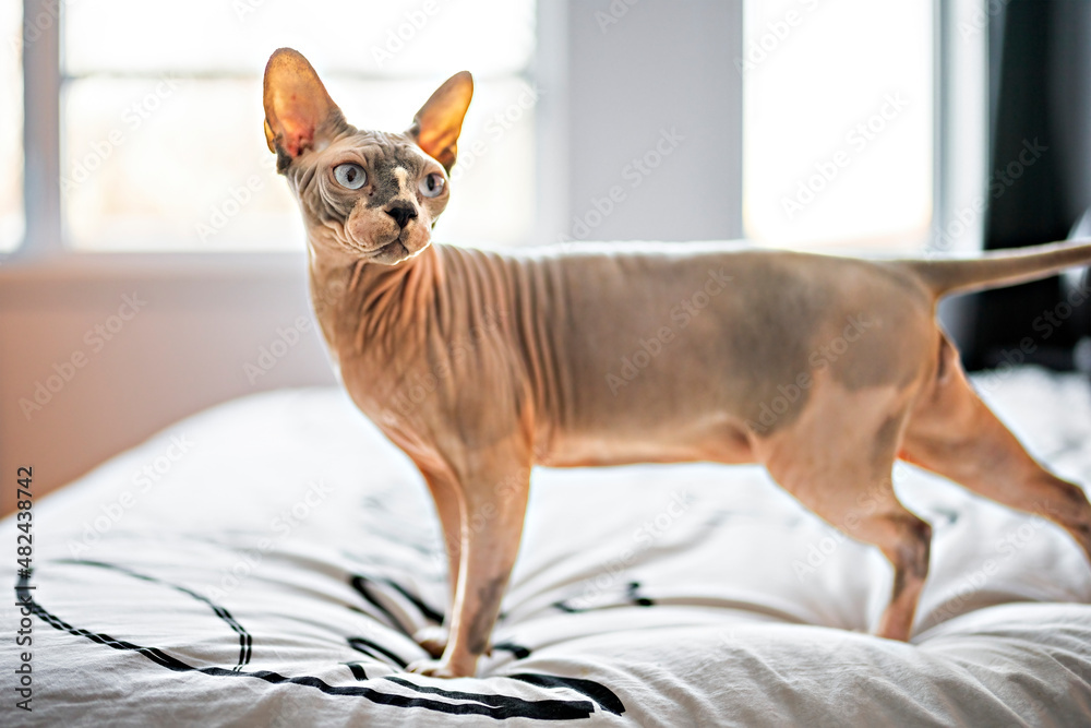 Grey Canadian mink point sphynx cat on bedroom