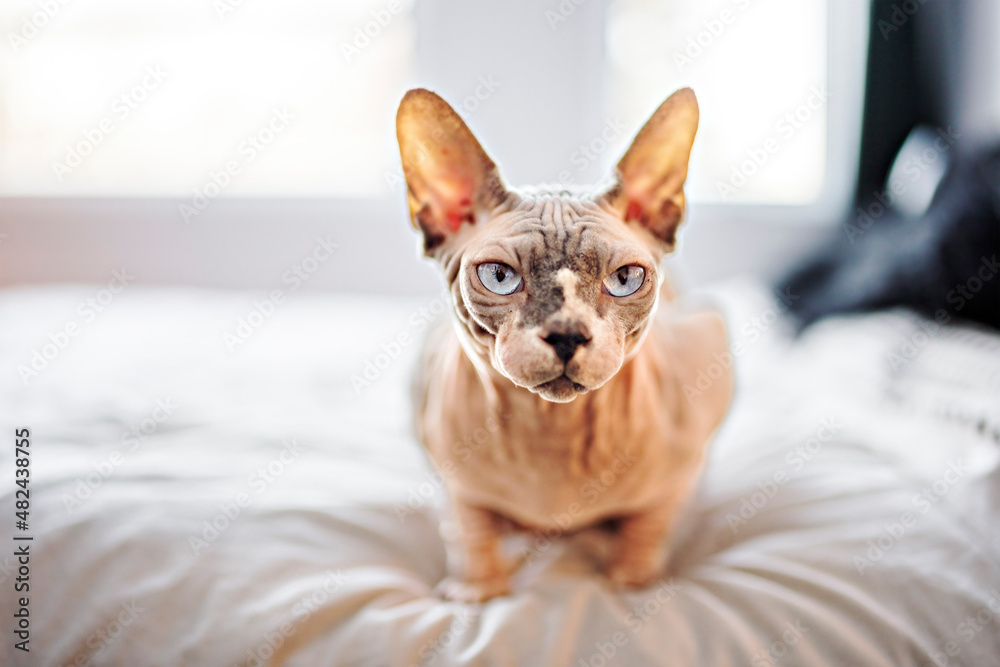 Grey Canadian mink point sphynx cat on bedroom