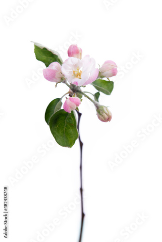 Blooming apple tree branch with large white-pink flowers and green leaves  isolated on white background. Flowering at spring.