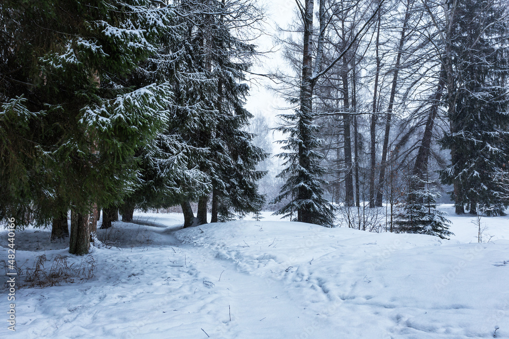 Snowy forest and path under ancient fir trees
