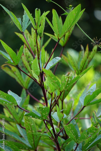 Rosella plant (also called roselle) with a natural background. Use as herbal drink and herbal medicine photo