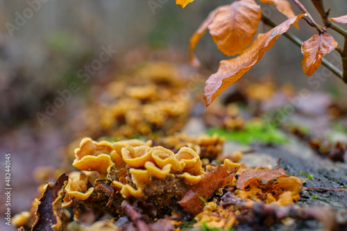 Close up of false turkey tail mushrooms, Stereum hirsutum, on a tree trunk and a brown autumn leave. Macro shot of saprophytic fungi. Forest ecosystem. photo