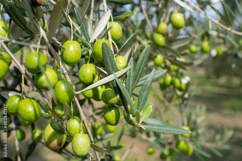 Fototapeta premium Close up of olive branch on farm, selective focus 香川県・小豆島のオリーブ農園
