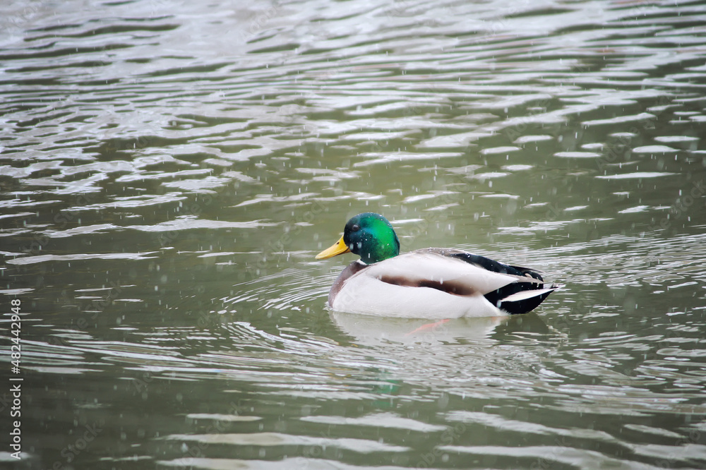 Duck swims on the lake in winter, snow is falling