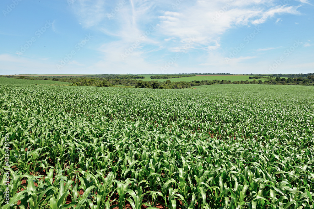 Campo de milho , milharal. Campo de milho , milharal.