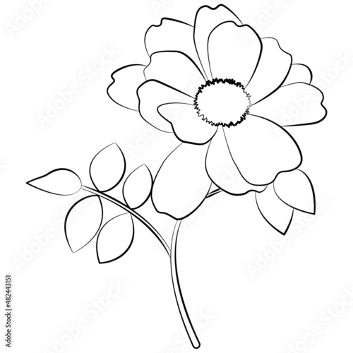Flowers vector illustration. Line art of flowers