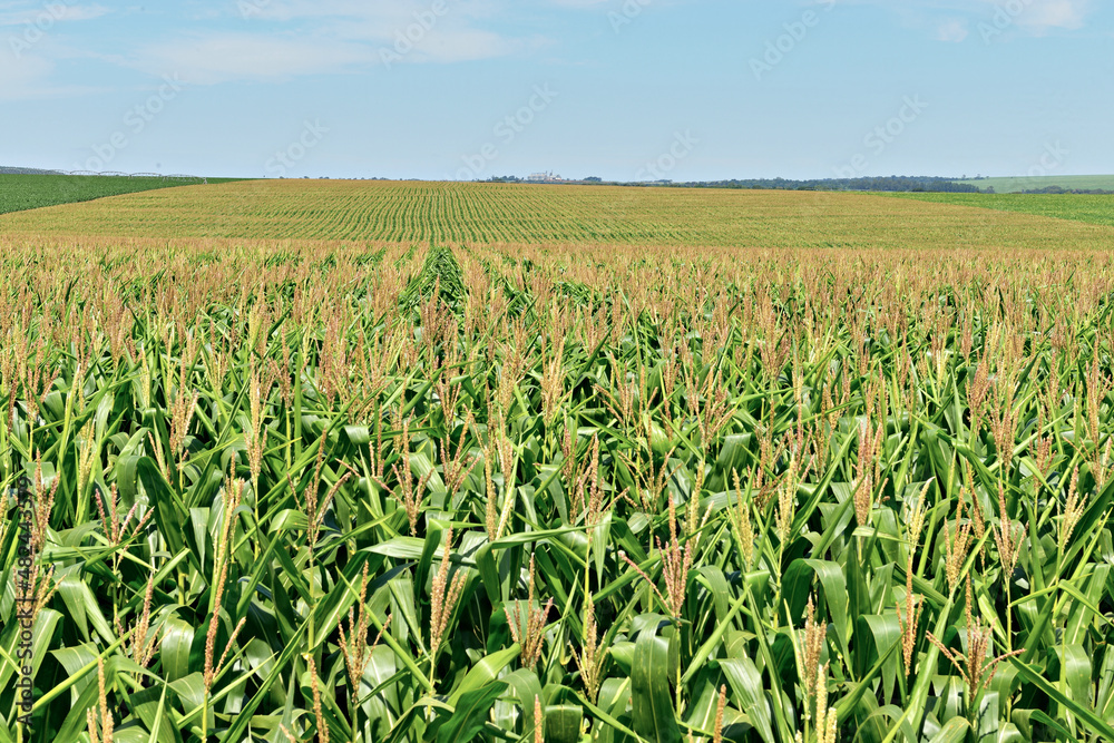 Plantação de milho com pendões