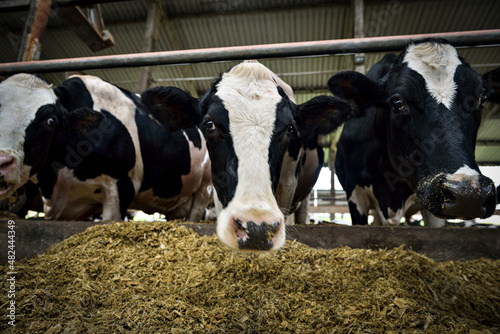 Vaca leiteira em confinamento em close-up photo