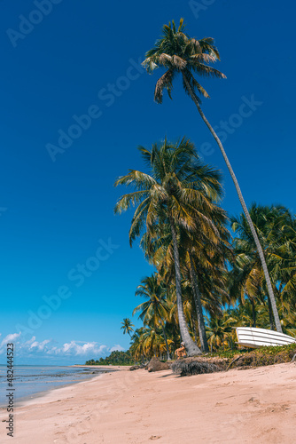 Beach with coconut palm trees - Alagoas - Brazil