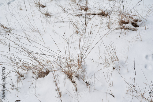 Yellow grass in the snow in winter