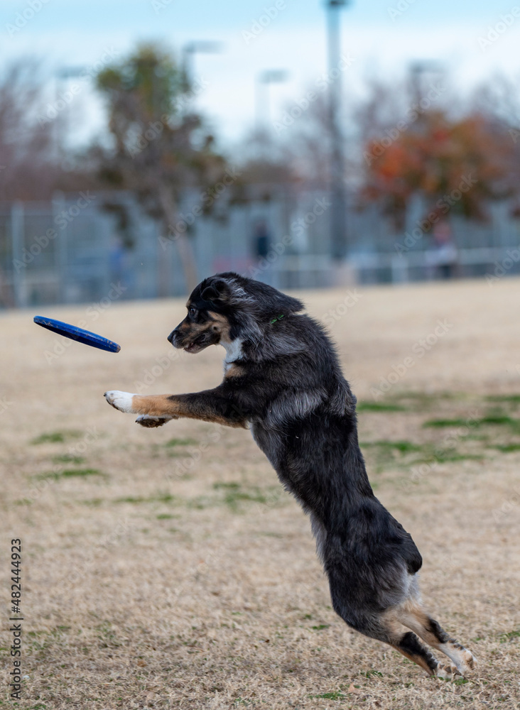 Australian Shepherd about to catch a disc Australian Shepherd about to catch a disc
