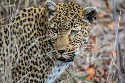 Female leopard  Panthera pardus  in the Sabi Sands Reserve  South Africa