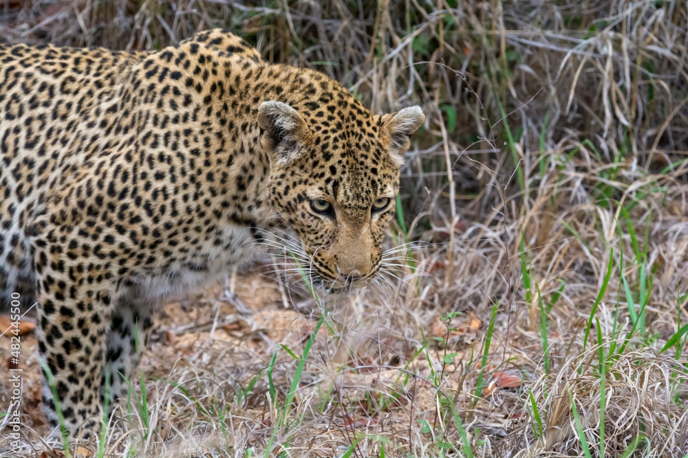 Female leopard (Panthera pardus) in the Sabi Sands Reserve, South Africa Female leopard (Panthera pardus) in the Sabi Sands Reserve, South Africa