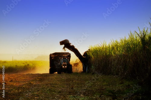 Colheita de cana de açucar , canavial.