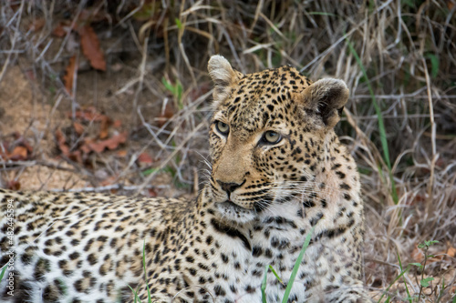 Female leopard  Panthera pardus  in the Sabi Sands Reserve  South Africa