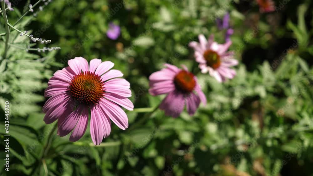 Echinacea flowers in the garden. Flower at left in sharp focus with soft background. Echinacea flowers in the garden. Flower at left in sharp focus with soft background.