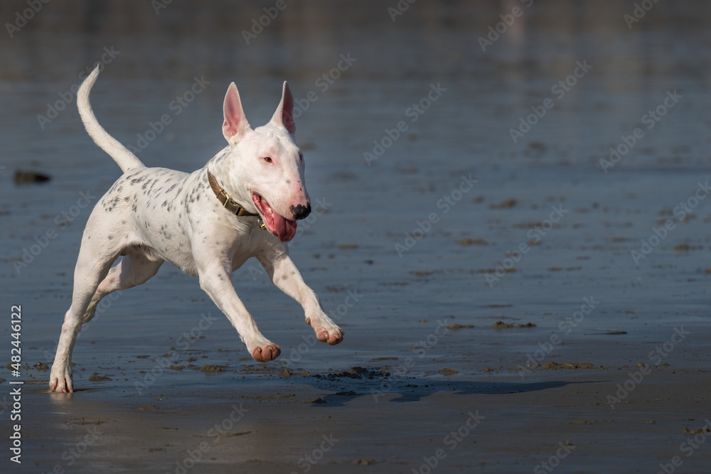 2022-01-23 A WHITE AND BLACK BULL TERRIER RUNNING ON THE SAND AT THE OCEAN BEACH DOG PARK BEACH IN SAN DIEGO CALIFORNIA 2022-01-23 A WHITE AND BLACK BULL TERRIER RUNNING ON THE SAND AT THE OCEAN BEACH DOG PARK BEACH IN SAN DIEGO CALIFORNIA